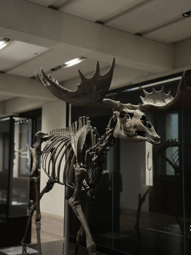 The Wounded Healer: Museum Island’s Resilient Heart