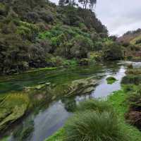 Te Waihou Walkway – New Zealand’s Hidden Gem of Crystal Waters 