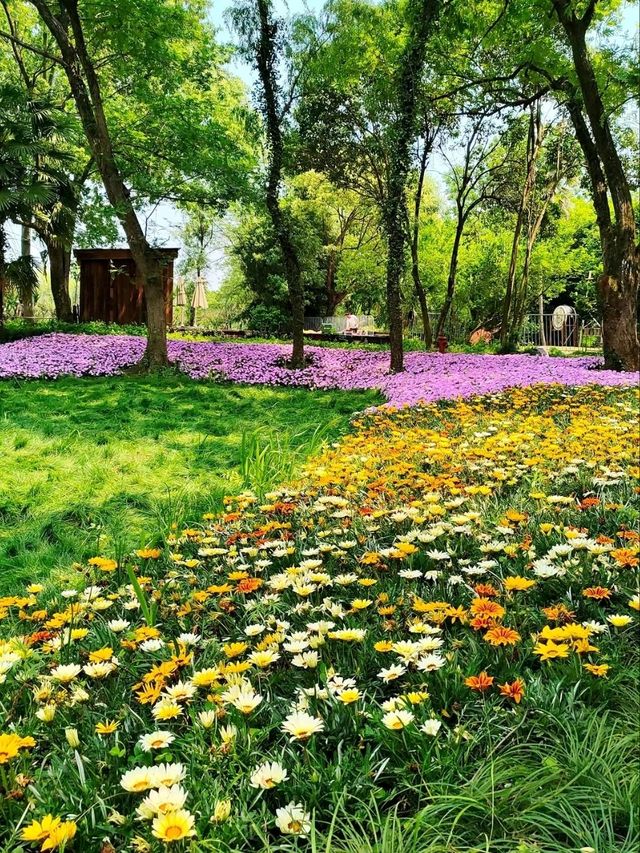 The Wetland That Taught Hangzhou to Breathe