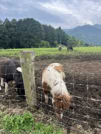 【神奈川県】入場無料の広々牧場🐮