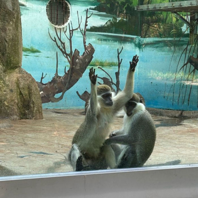 【中国/青島動物園】