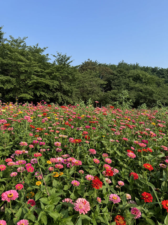 동화 속 정원에 들어온듯 아름다운 서울 명소, 올림픽공원 산책로