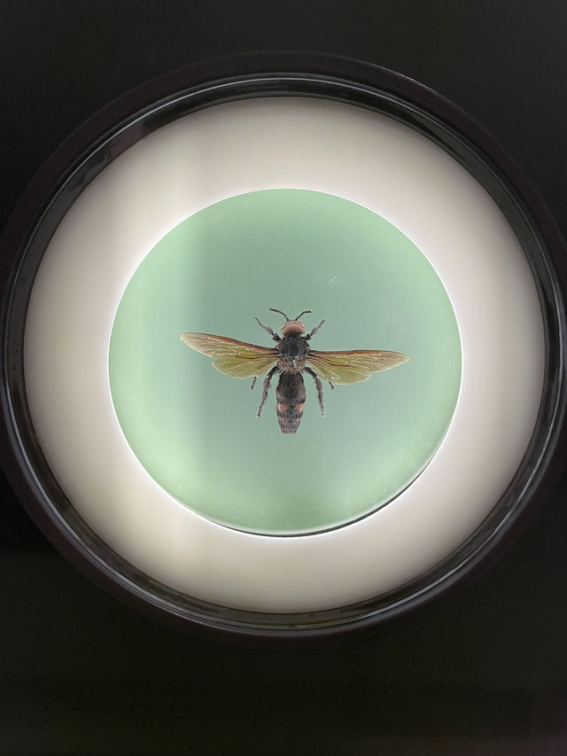 🖼️📚 RAMM – พิพิธภัณฑ์ที่ไม่ได้แค่โชว์ของ ✨🎨