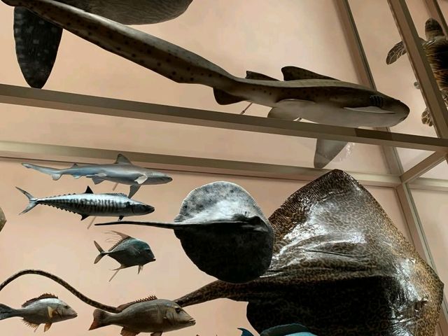 Immersive Cultural Journey at the National Museum of Qatar