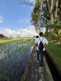 🌾 Morning Bliss in Ubud’s Green Heart