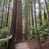 Redwood Forest (Whakarewarewa Forest) – Rotorua, Bay of Plenty