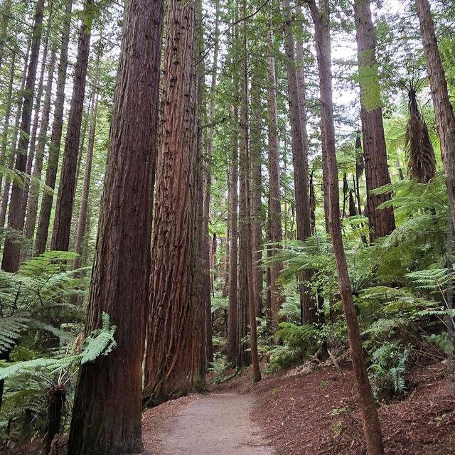 Redwood Forest (Whakarewarewa Forest) – Rotorua, Bay of Plenty