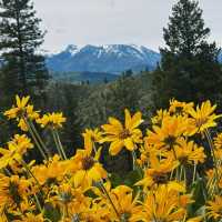 Ollala Canyon Ridge – Seattle’s Wildflower Wonderland 🌼💜🏔️