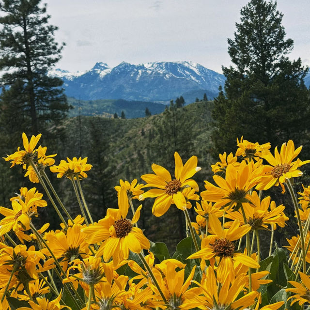 Ollala Canyon Ridge – Seattle’s Wildflower Wonderland 🌼💜🏔️