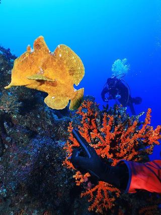 [Hachijo Island｜A Secret Island Away from the Hustle and Bustle]