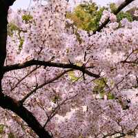 文京・関口 神田川沿いの桜を狙う — 撮影ポイント＆ランチガイド