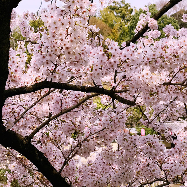 文京・関口 神田川沿いの桜を狙う — 撮影ポイント＆ランチガイド