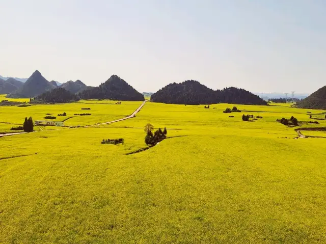 Luoping - Sea of Rapeseed Flowers in Yunnan.