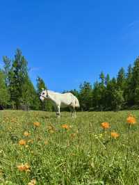 Reindeer Herders’ Village – Taiga, Mongolia