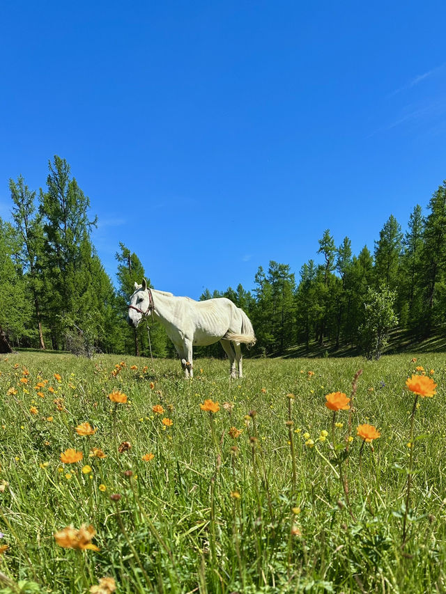 Reindeer Herders’ Village – Taiga, Mongolia