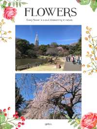 御苑庭園四季每日新景
