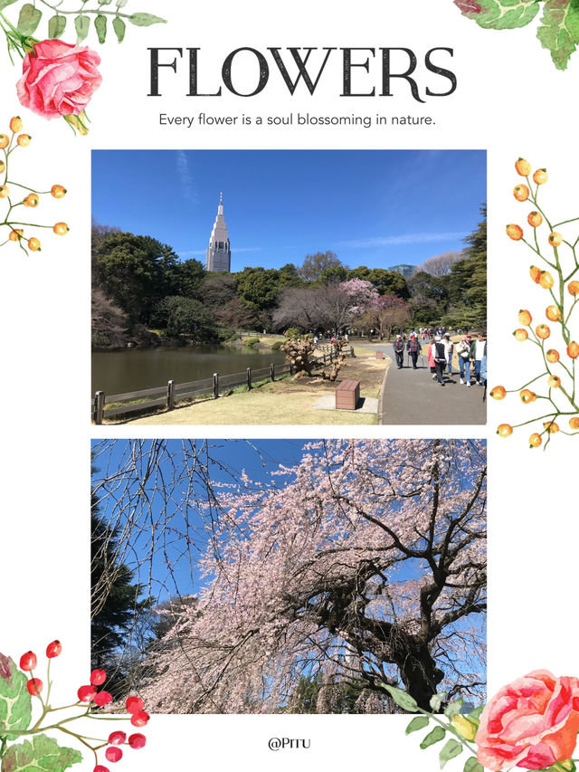 御苑庭園四季每日新景 御苑庭園四季每日新景