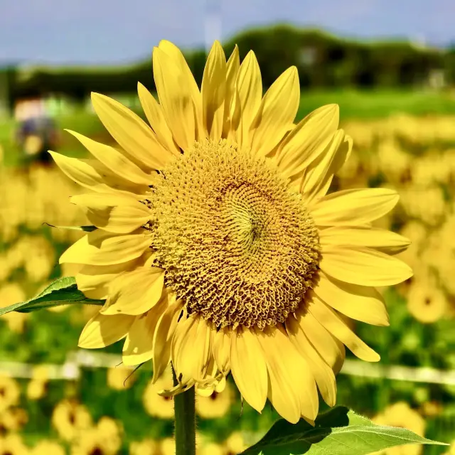 How Can Dajia Riverside Park Be This Beautiful!