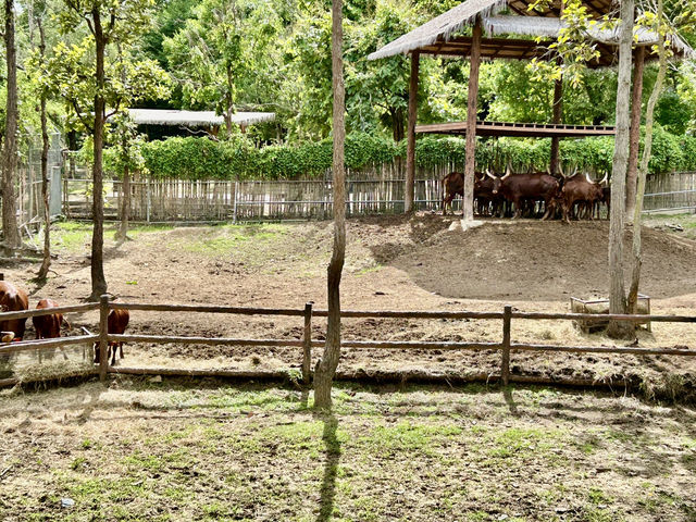 清邁夜間野生動物園親子遊  