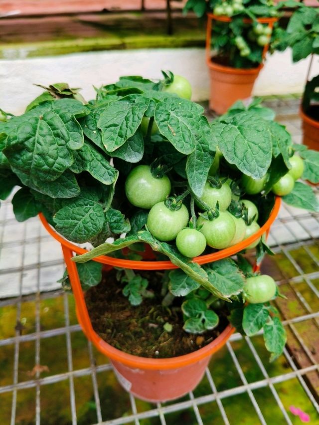 Explore Fresh Vegetables @Agro Adventure Here🌾