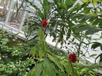 Dunedin Botanic Garden