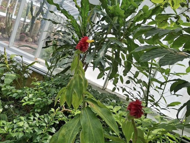 Dunedin Botanic Garden Dunedin Botanic Garden