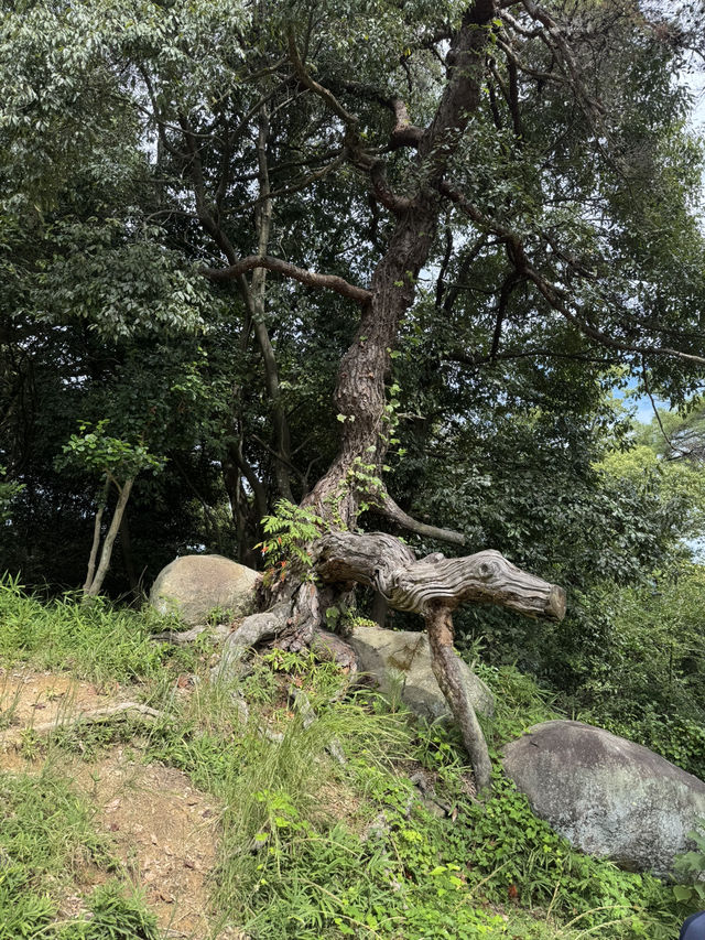 【広島】尾道市内と海が見渡せるお寺✨️
