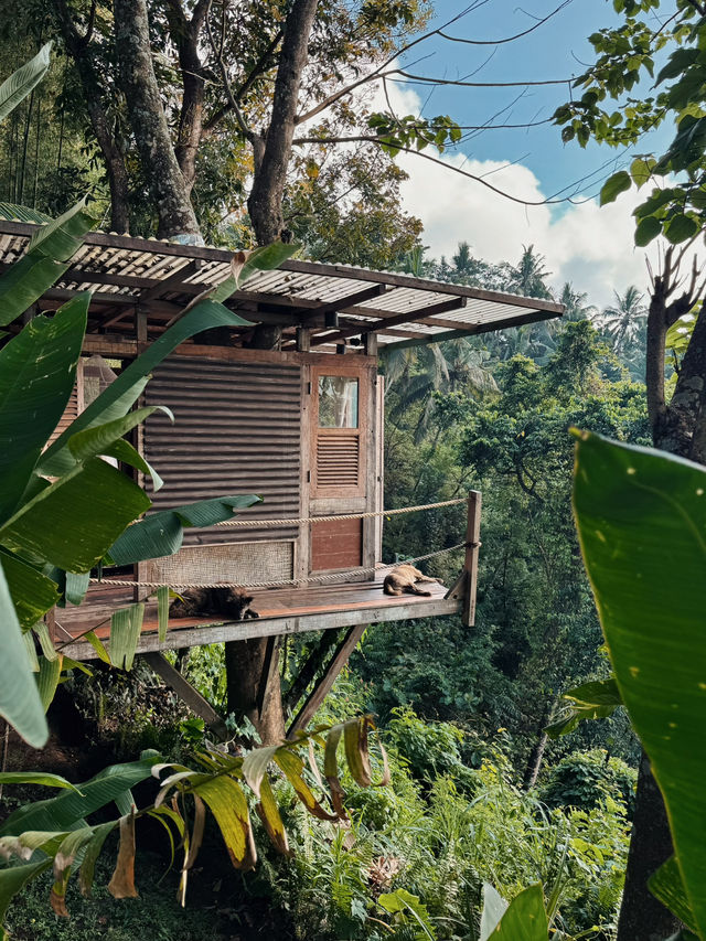 峇里島秘境竹屋住體驗🌿｜睡在原始森林看日出