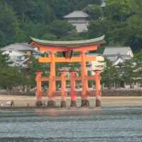 海中島居+海上神社+神之使者一在嚴島神社散策