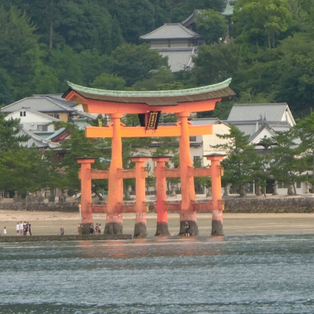 海中島居+海上神社+神之使者一在嚴島神社散策