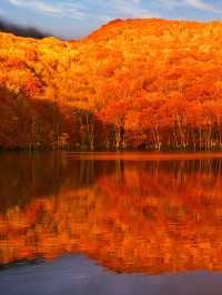 旅行前に見て】観光攻略付‼️早朝の森で 出会う息をのむ「鏡紅葉」の燃えるような絶景🍁✨