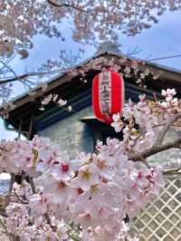  Mesmerized by the Blooming Cherry Blossoms in Kanra Town, Gunma 😍