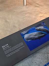 🐳 바다 생물의 거대한 세계, 고래 전시