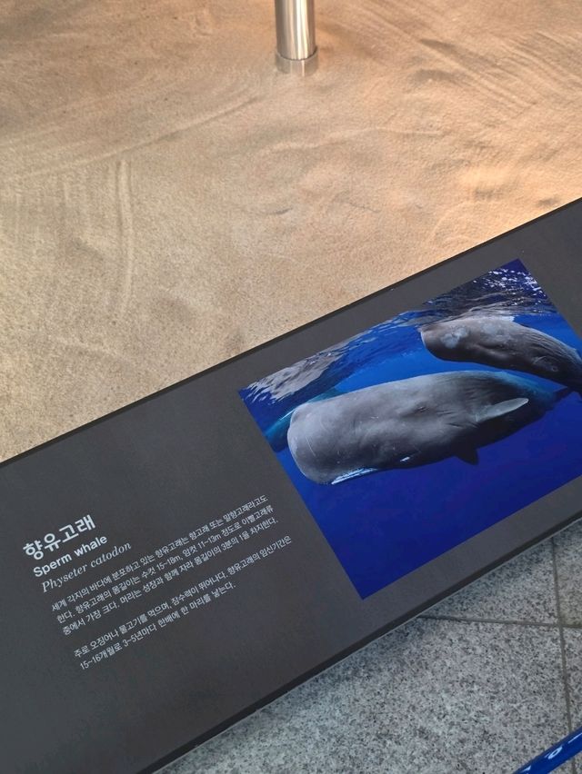 🐳 바다 생물의 거대한 세계, 고래 전시