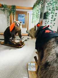 🐻✨【熊熊揮手Say Hi!】登別熊牧場親子放電大冒險!纜車上山睇靚景、餵熊熊互動超有趣、仲有鴨仔賽跑同小熊萌爆登場~一家大細一齊出發,開心又放電!