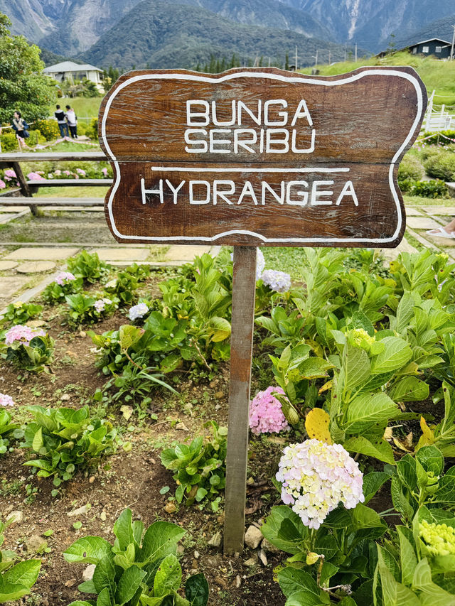 Cow Walks & Flower Blooms: A Hidden Gem at Desa Farm
