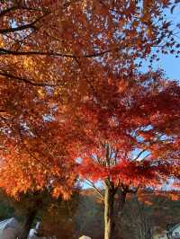 【山梨】河口湖紅葉まつり｜もみじ回路、大石公園🍁