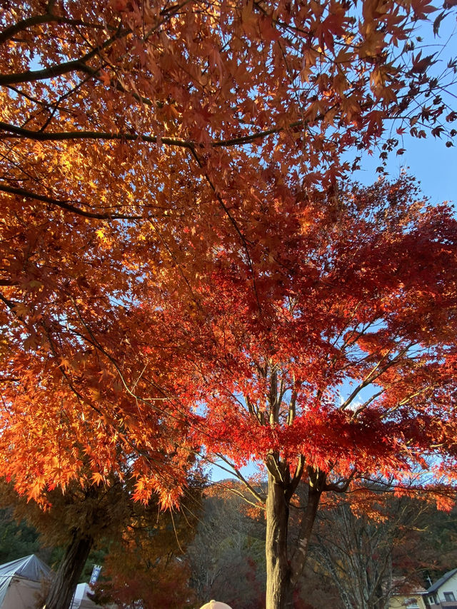 【山梨】河口湖紅葉まつり｜もみじ回路、大石公園🍁