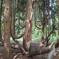 Arboretum Kalmthout