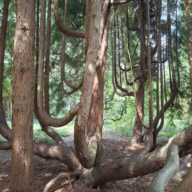 Arboretum Kalmthout