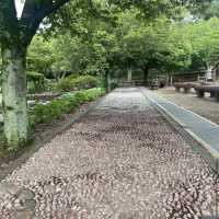 Halla Arboretum, Jeju Island,S.Korea
