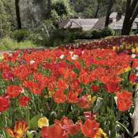 Araluen Botanic Park