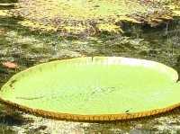 SSR Botanic Garden - Mauritius 