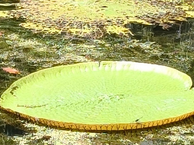 SSR Botanic Garden - Mauritius 