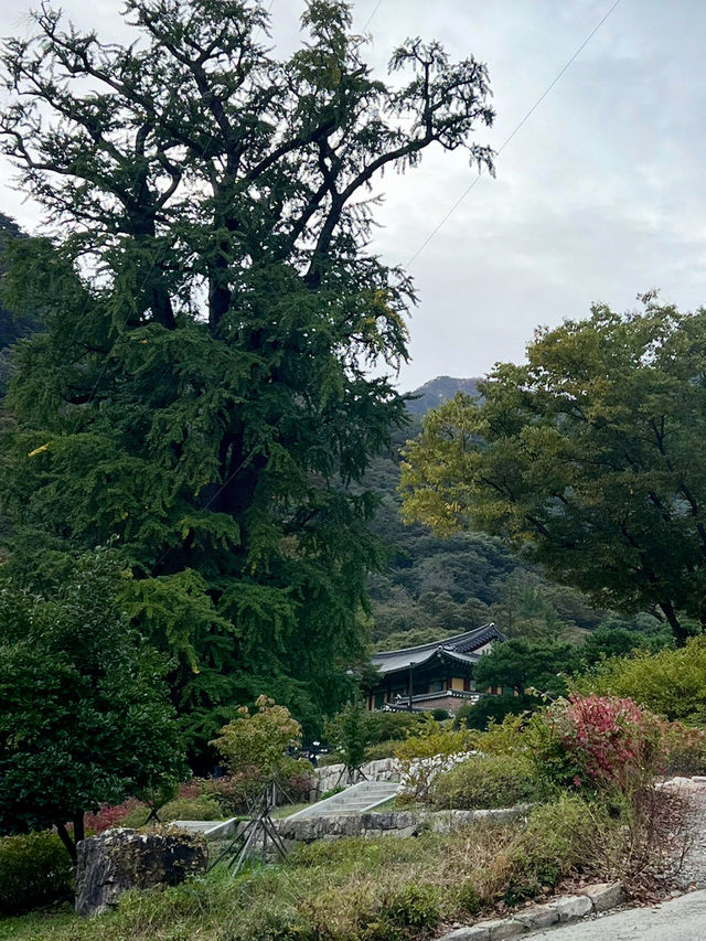 감탄했던 용문산 계곡 그리고 용문사🍁