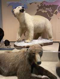 Natural History Museum ตื่นตาตื่นใจกับโลกดึกดำบรรพ์