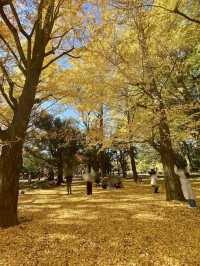 🍁 Autumn Colors & Puppy Joy at Yoyogi Park