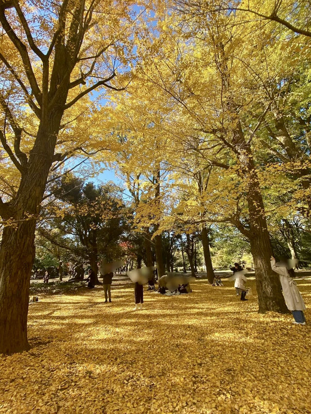 🍁 Autumn Colors & Puppy Joy at Yoyogi Park