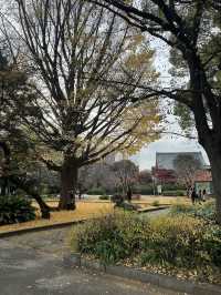 🏞️เดินเล่นชมใบไม้เปลี่ยนสีใน Ueno Park