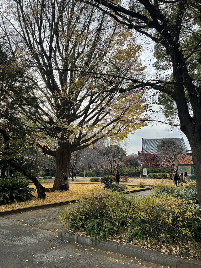 🏞️เดินเล่นชมใบไม้เปลี่ยนสีใน Ueno Park  🏞️เดินเล่นชมใบไม้เปลี่ยนสีใน Ueno Park